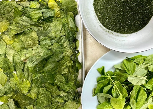 Tepung_Bayam1.jpg Tepung_Bayam1.jpg